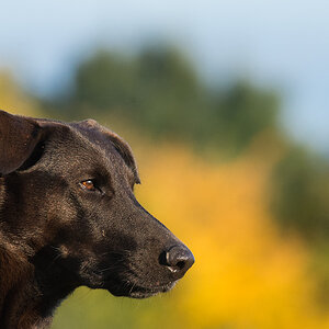 hundeherbst9