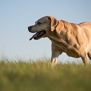 hundeherbst10