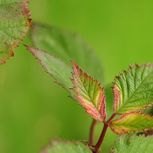 Brombeerblatt