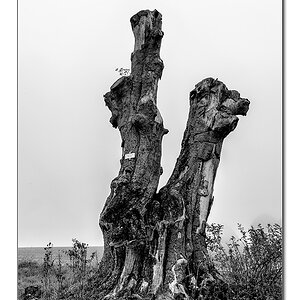 Baum2