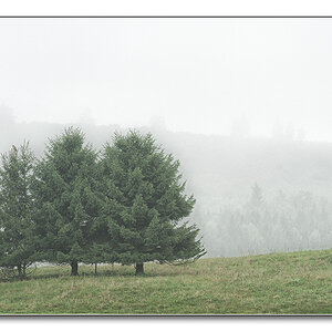 Baum3