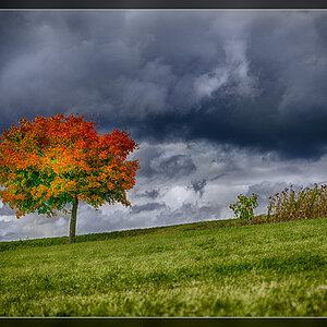 Baum4