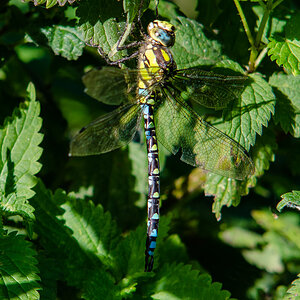 Blaugrüne Mosaikjungfer (Aeshna cyanea)