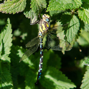 Blaugrüne Mosaikjungfer (Aeshna cyanea)