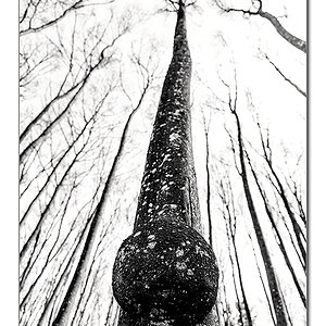 Baum8