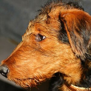 Hunde fitterdog 007