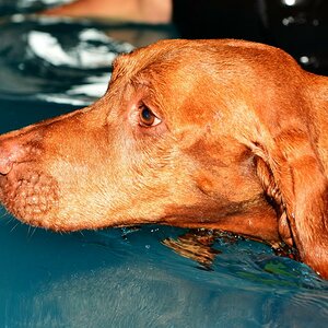 Hunde fitterdog 005