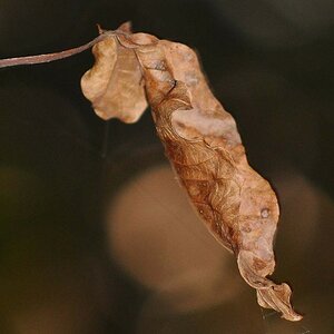 Blatt
