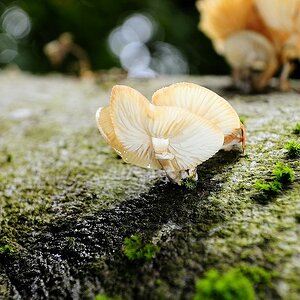 Champignon