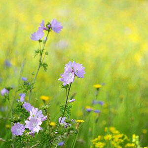 Blumenwiese