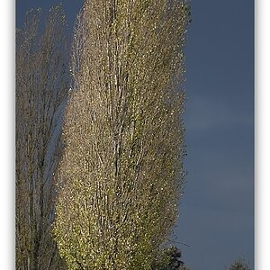 MNE 5330 B, 131103
D700 70-200 II