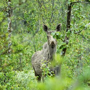 Elch im Ormtjernkampen Nationalpark 3 - Nikon AF 80-400 VR