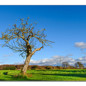 Baum12