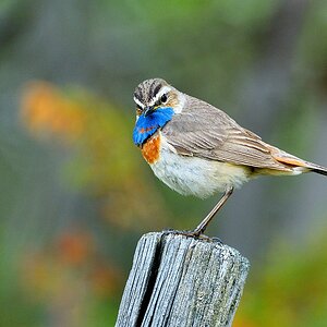 Blaukehlchen Dovrefjell - Nikkor AF-I 500-4