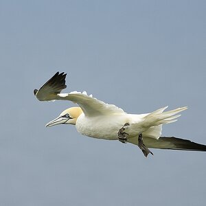 Basstölpel - Insel Runde - Nikkor AF 80-400 VR