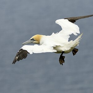 Basstölpel - Insel Runde - Nikkor AF 80-400 VR