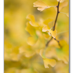 gingko