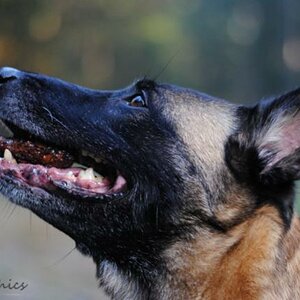 hunde allerlei 004