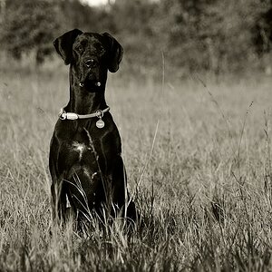 wiese 01.10.13 090 Honey sw