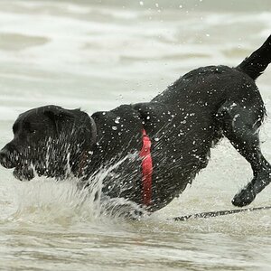 Splash