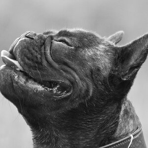 20120611 8214 Hundetreffen Truppo