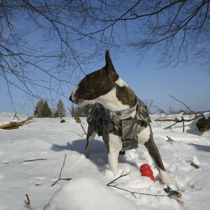 130214 Engländer 117