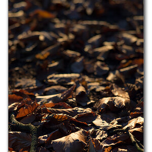 restlicht6