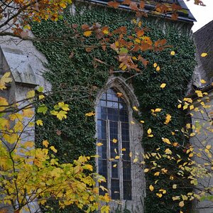 grünes Fenster