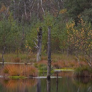 D71 Herbstmoor