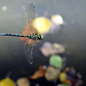 HED6776 AESHNA cyanea