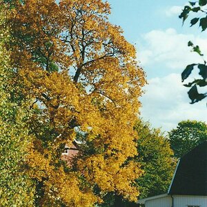 Herbst