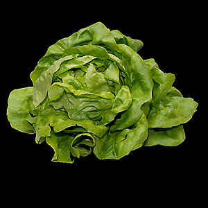 lechuga 1024