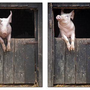 Schwein