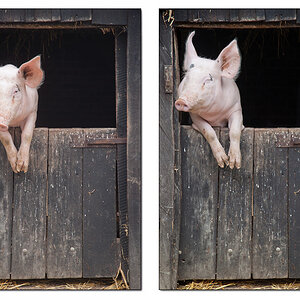 Schwein