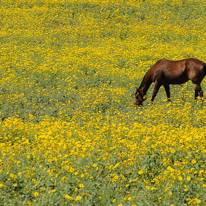 HED3827lincoln forest 2