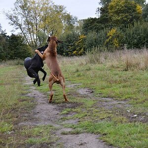 Honey und Bemba in Action