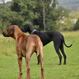 Honey und Bemba in Action