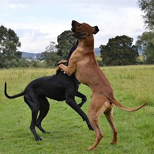Honey und Bemba in Action