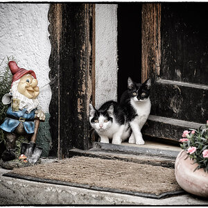 Katzen und Gartenzwerg