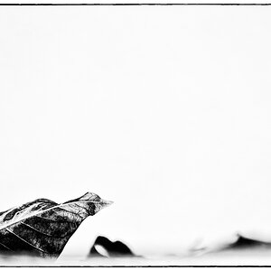 Blatt PZ14597