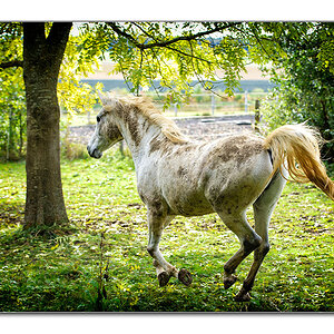Pferd1