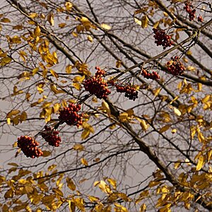 Novembertag