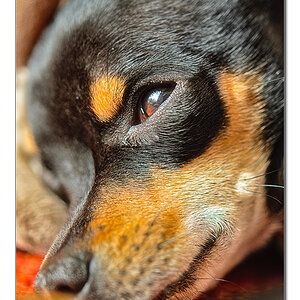 Pepper7