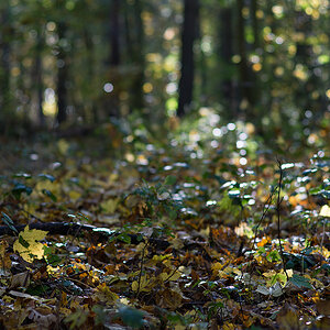 herbst4
