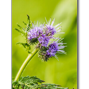 Blume2