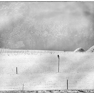 Schnee PZ14850