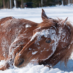 20130312 alte Dame nimmt Schneebad