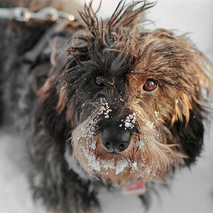 20130326 glücklicher Dackel im Schnee
