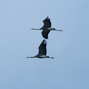 Altvogel mit Nachwuchs im Tiefflug