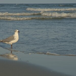 Möwe, Folley Beach, Charleston, SC, USA